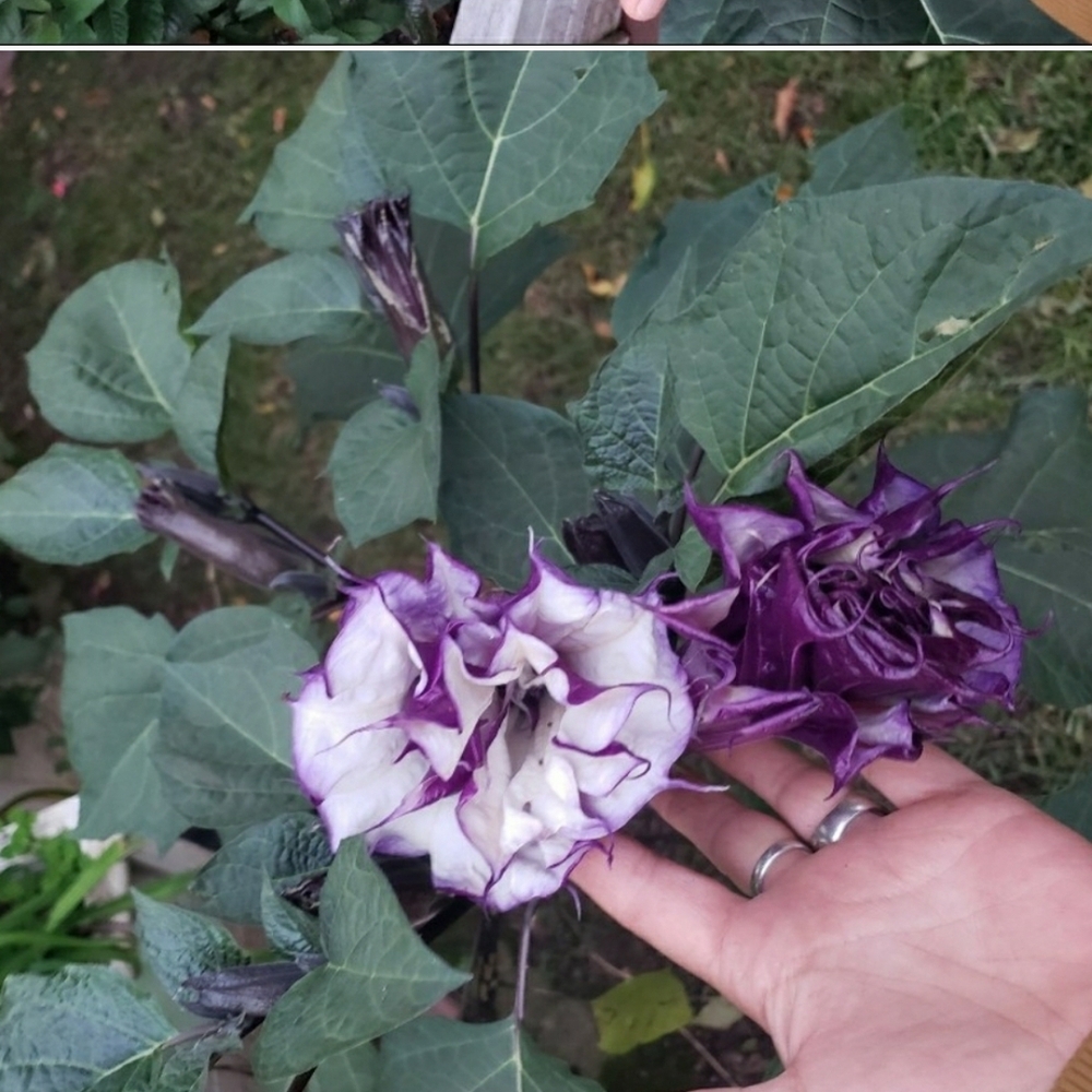 Purple and White Double Bloom Flower